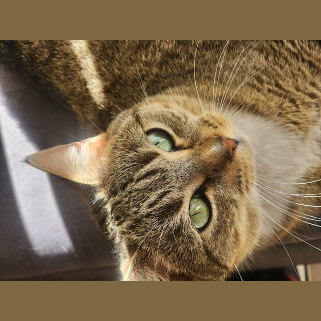 Photo of Mickey 🐭🏰