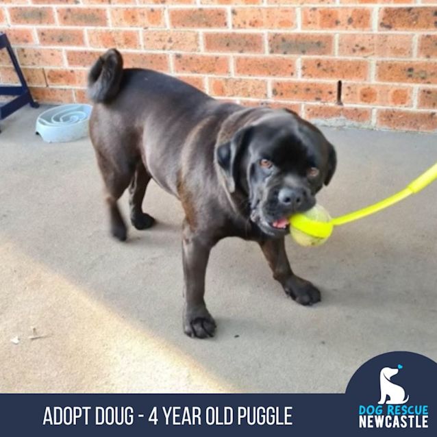 Photo of Doug   4 Year Old Pug X (Trial 1/9/23)
