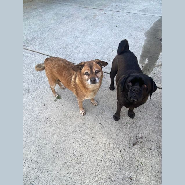 Photo of Doug   4 Year Old Pug X (Trial 1/9/23)