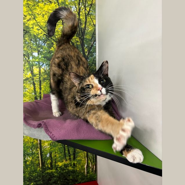 Photo of Speckle