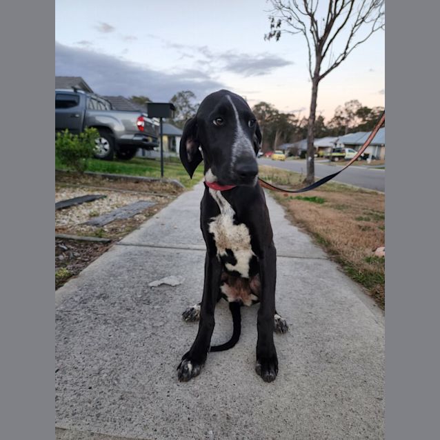 Photo of Lola   4 Month Old Gsp X (On Trial)