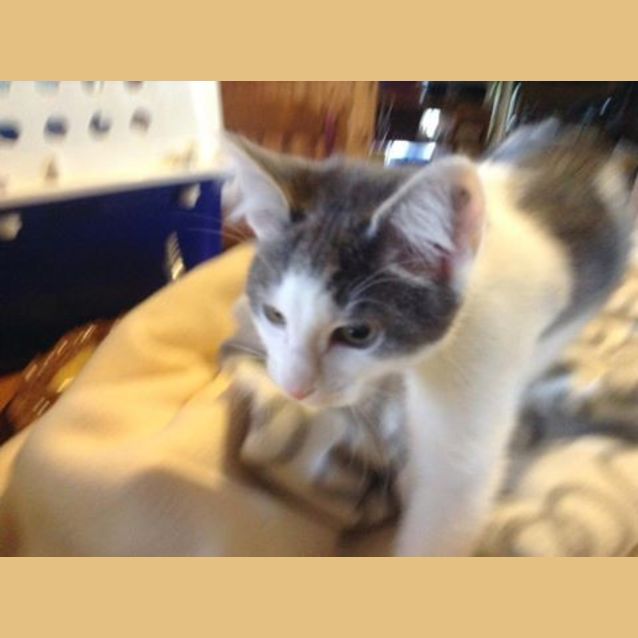 Photo of Grey And White Male *Reduced Adoption Fee*