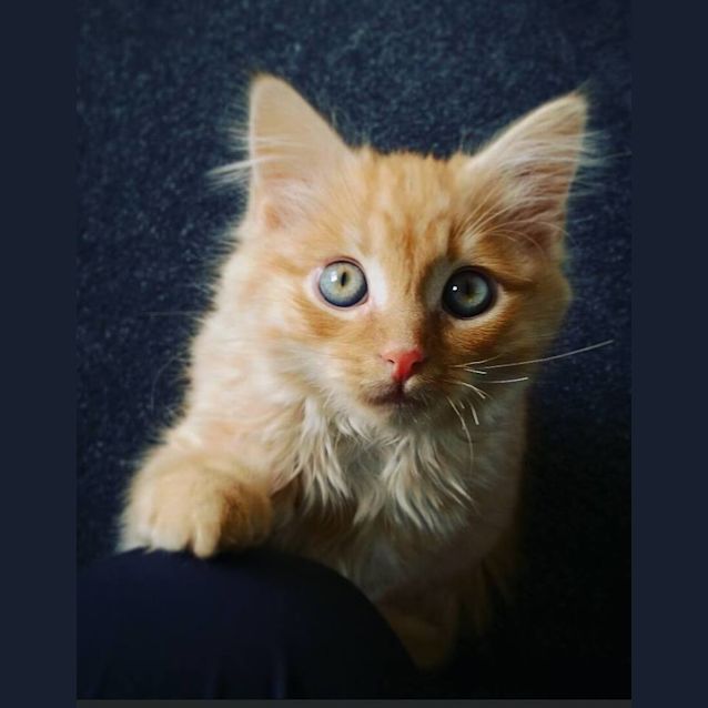 Photo of Lynx