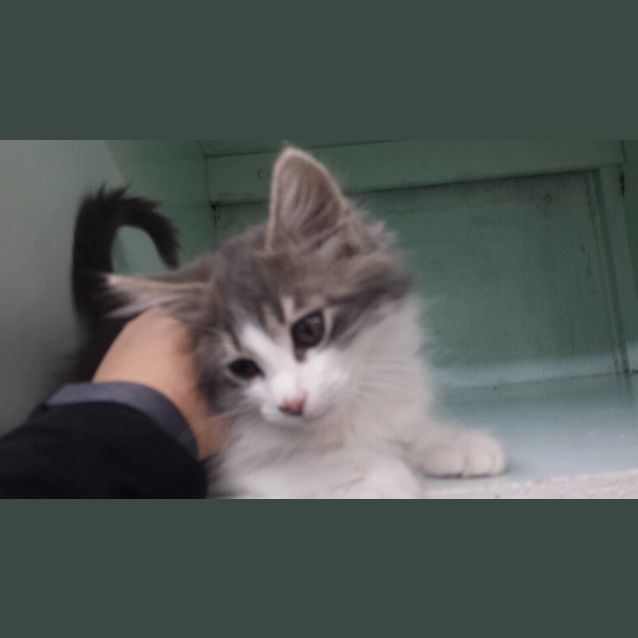 Photo of Tom Riddle (Vets On Parker Templestowe)