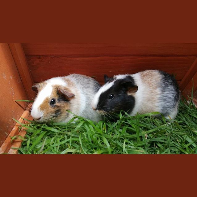 Photo of Saffron And Paprika