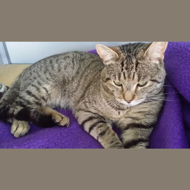 Photo of Benji