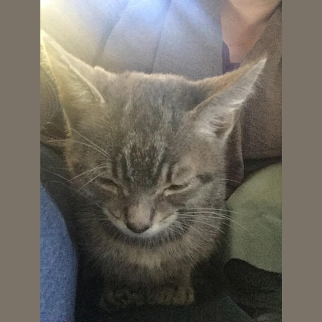 Photo of Bunny