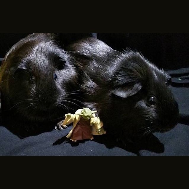 Photo of Padmae & Leia