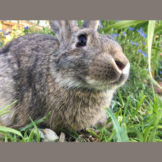 Photo of Robin *•Adopt Me•*