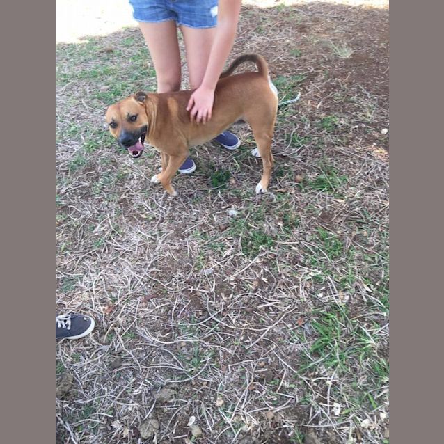 Photo of Austin (At Rspca Big Adopt Day Sept 17 Brisbane)