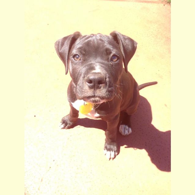Photo of Willow