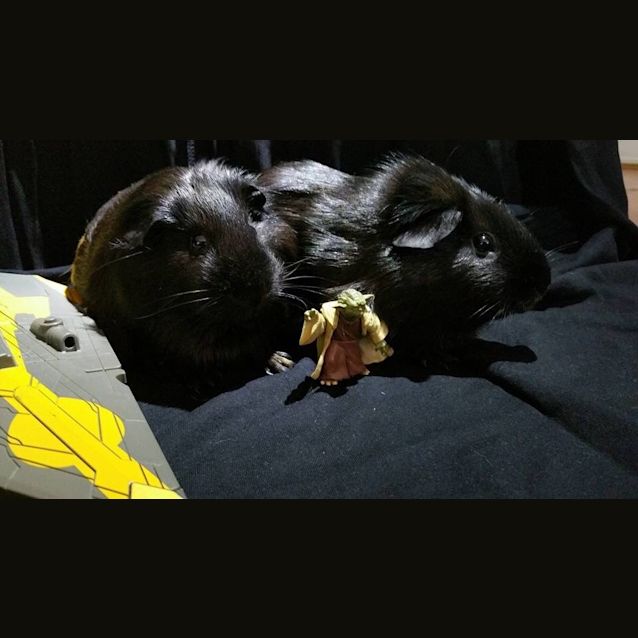 Photo of Padmae & Leia