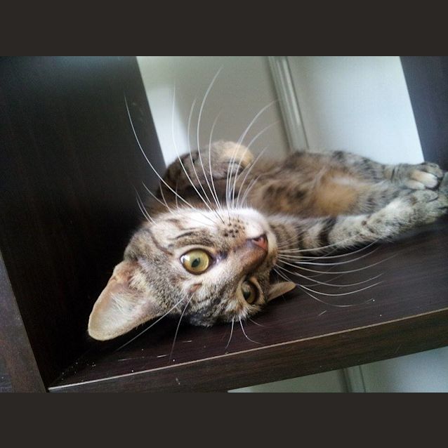 Photo of Cassie (I Need A Foster Carer)
