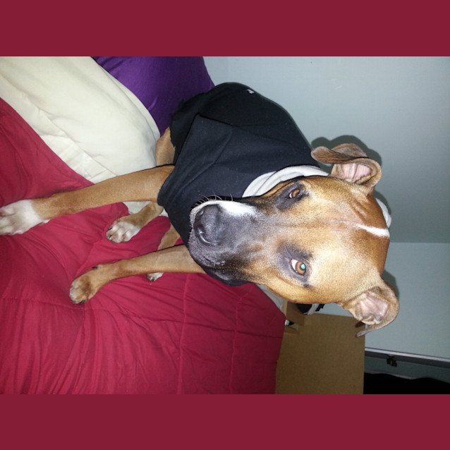 Photo of Diesel