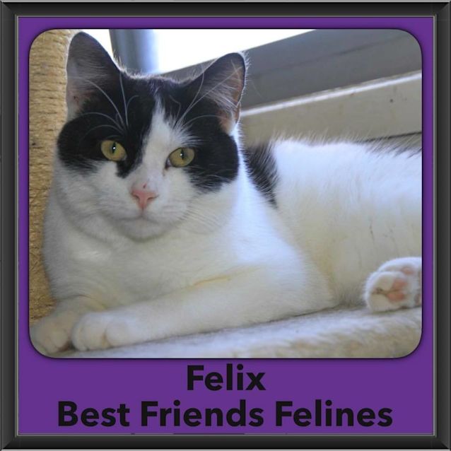 Photo of Felix