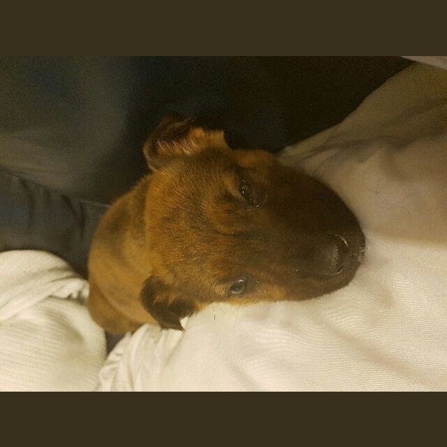 Photo of Max Our Tiny Puppy 