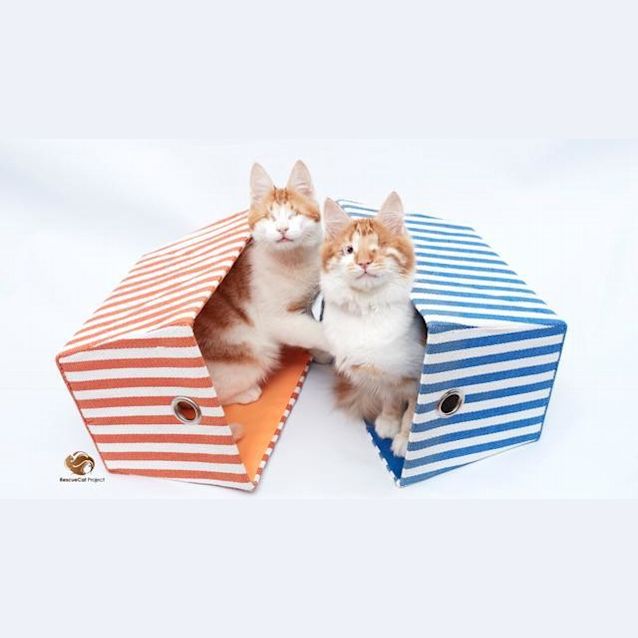 Photo of Stevie & Isaac 