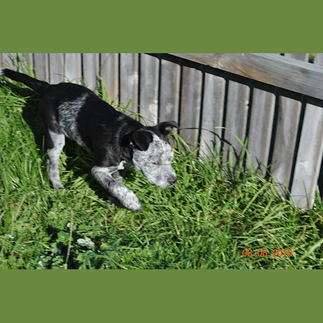 Photo of Bolt Jnr