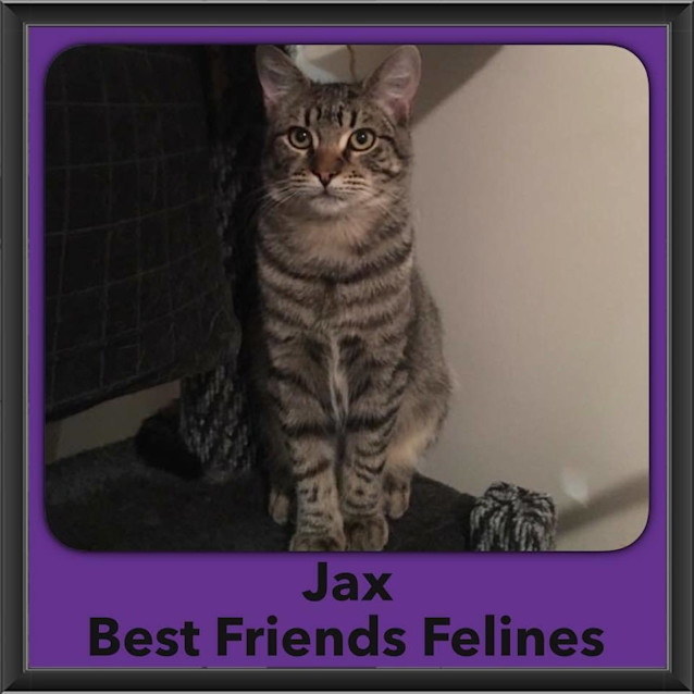 Photo of Jax