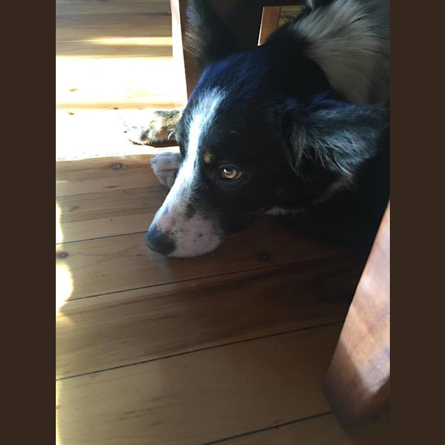 Photo of Sansa 