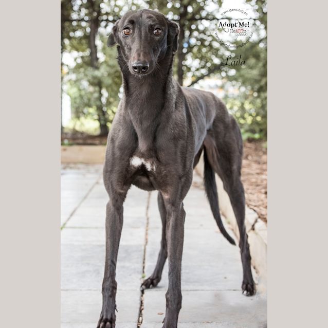 Photo of Laila Id32406