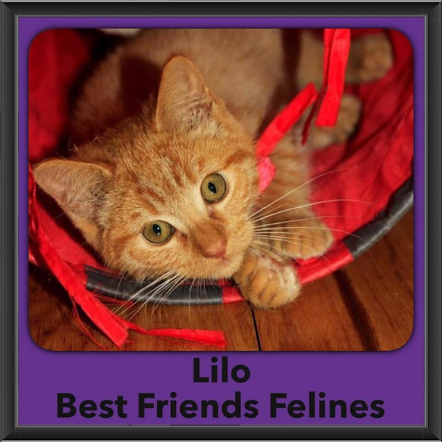Photo of Lilo