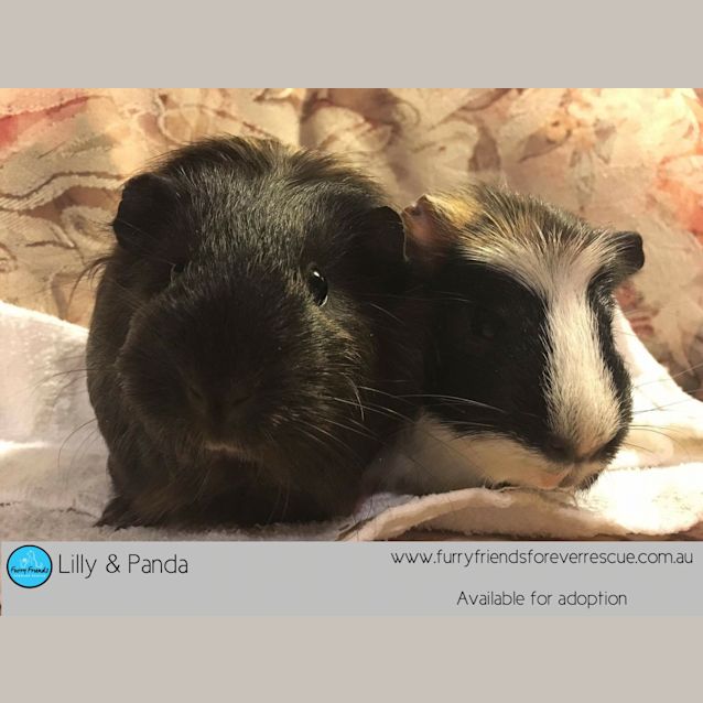 Photo of Lilly & Panda *•Adopt Us•*