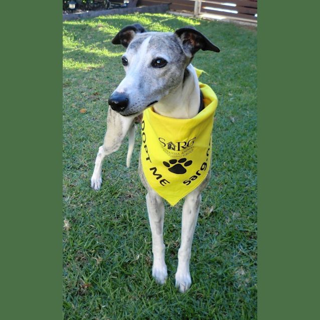 Photo of Boz & Bindi *On Trial In Their New Home*