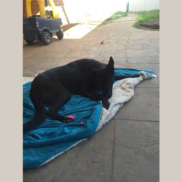 Photo of Midnight