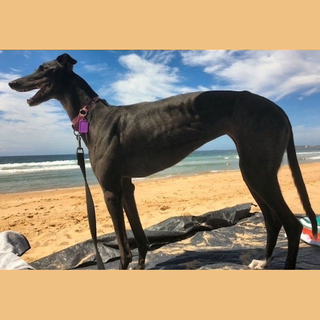 Photo of Poppy Is Checking Out Her New Home