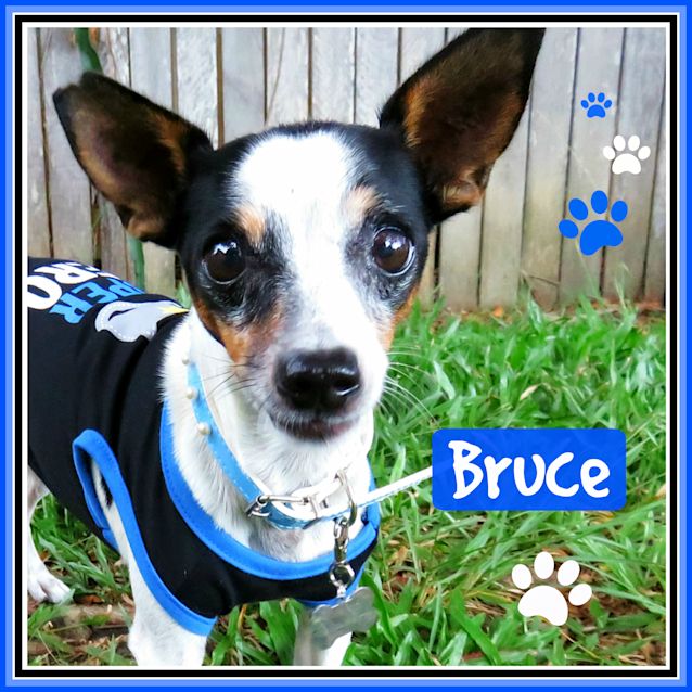 Photo of Bruce