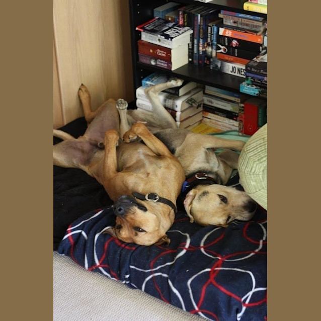 Photo of Odie Dl230