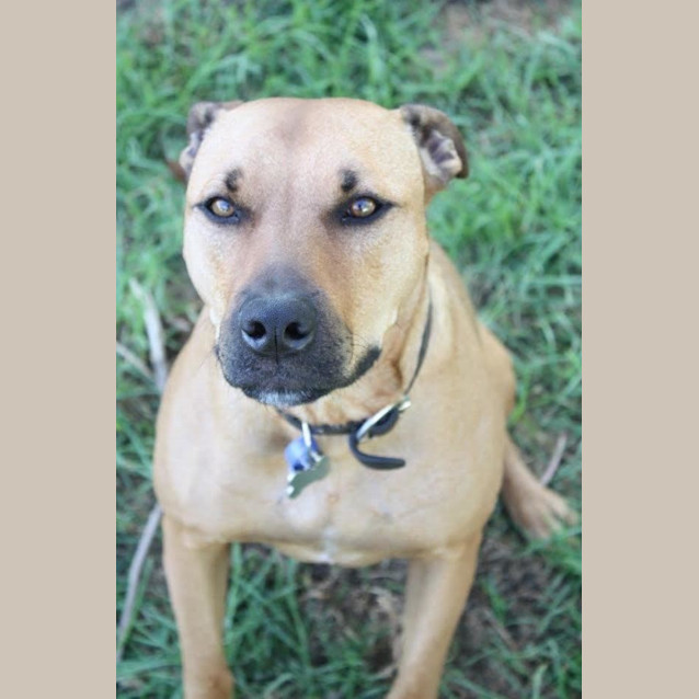 Photo of Odie Dl230