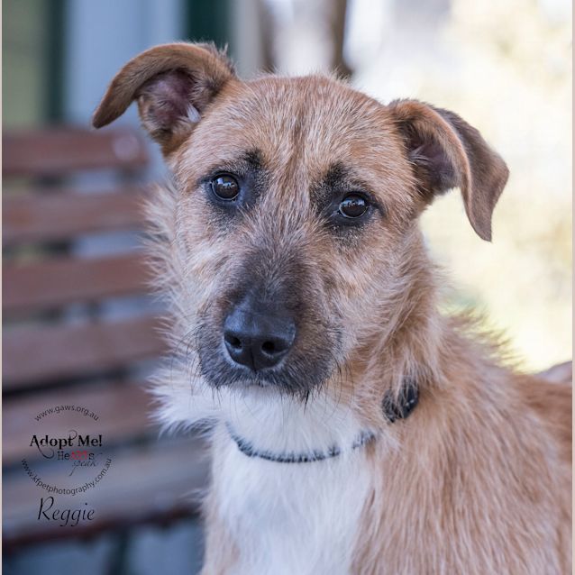Photo of Reggie Id32445
