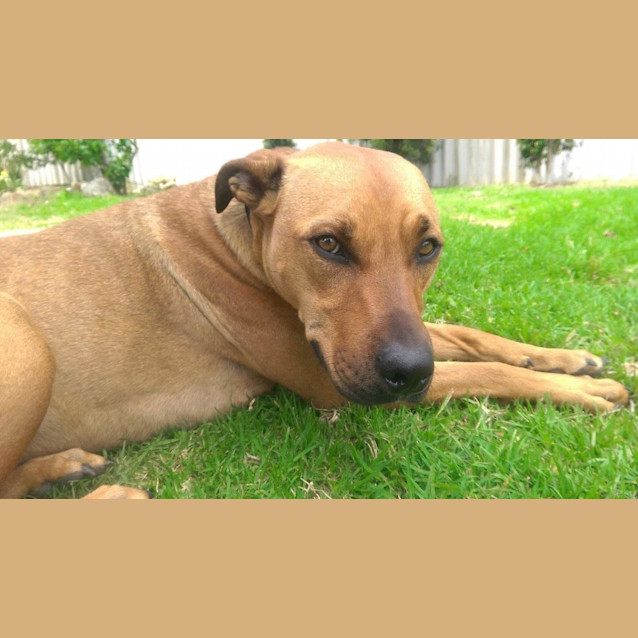 Photo of Odie Dl230