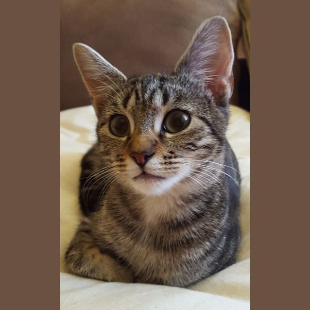 Photo of Lucine