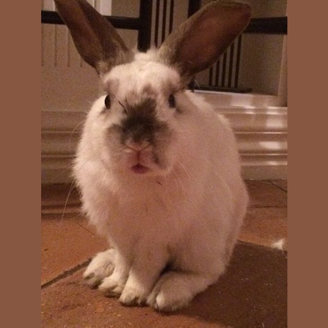 Photo of Simon (Thymon)