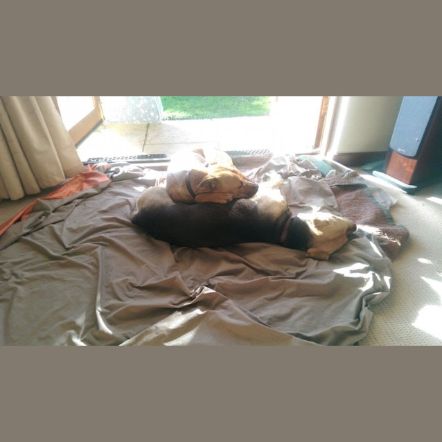Photo of Odie Dl230
