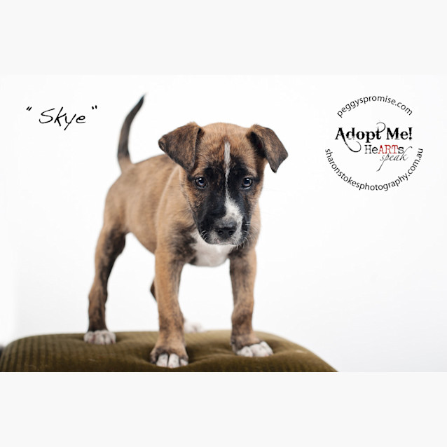 Photo of Skye
