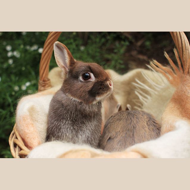 Photo of Chai & Mocha