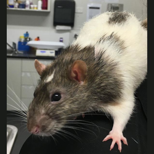 Photo of Gizmo
