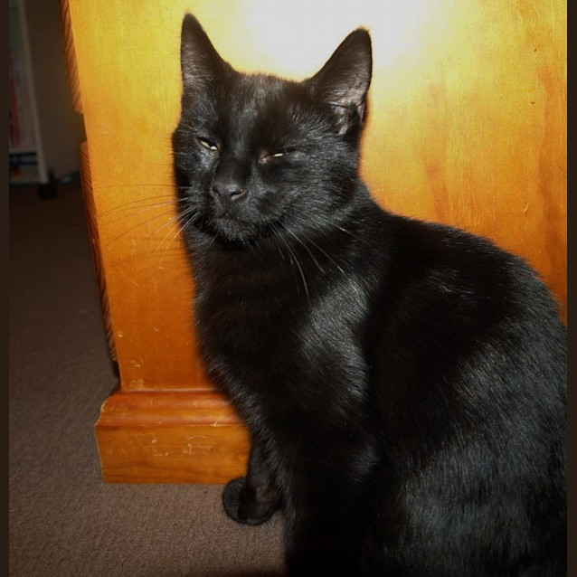 Photo of Franky Bear