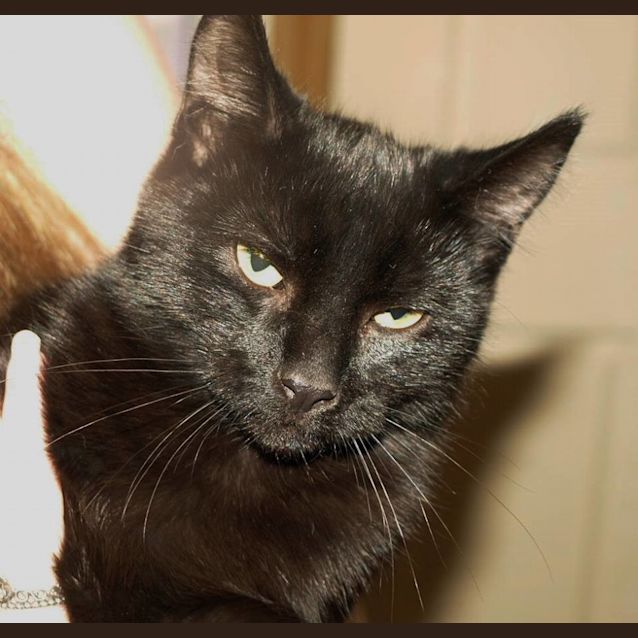 Photo of Franky Bear