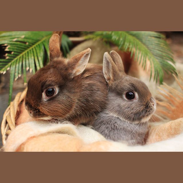 Photo of Chai & Mocha