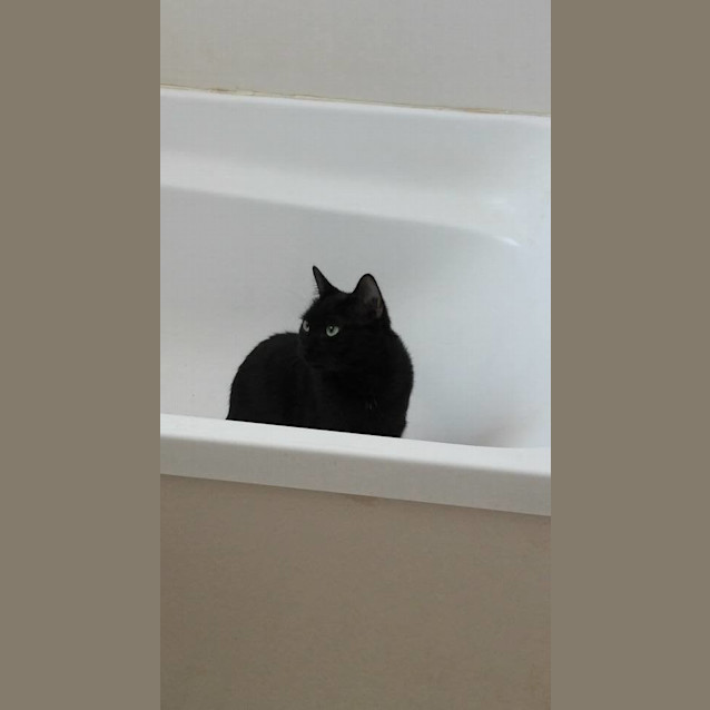 Photo of Delta Adoption Fee $120