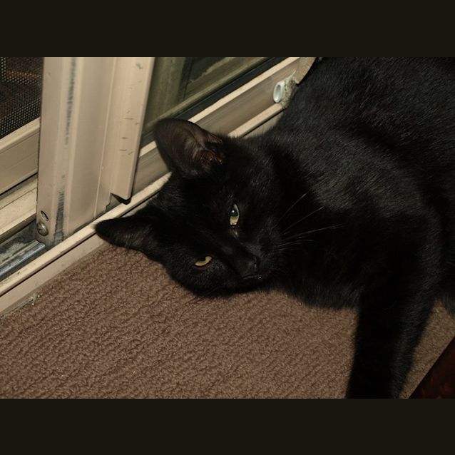 Photo of Franky Bear