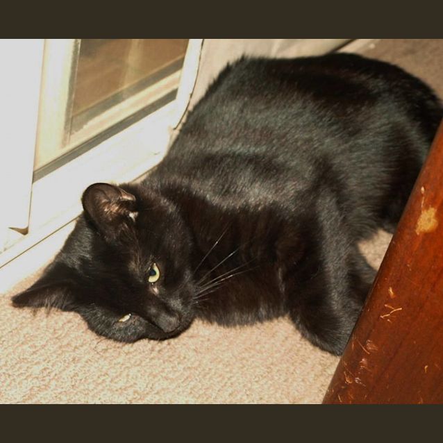 Photo of Franky Bear