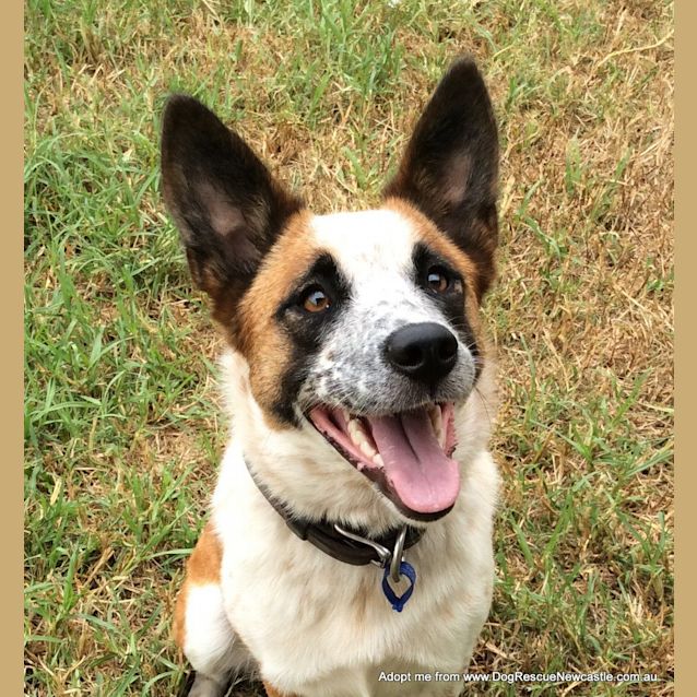 Photo of Daisy ~ Red Cattle Dog (On Trial 26/1/16)