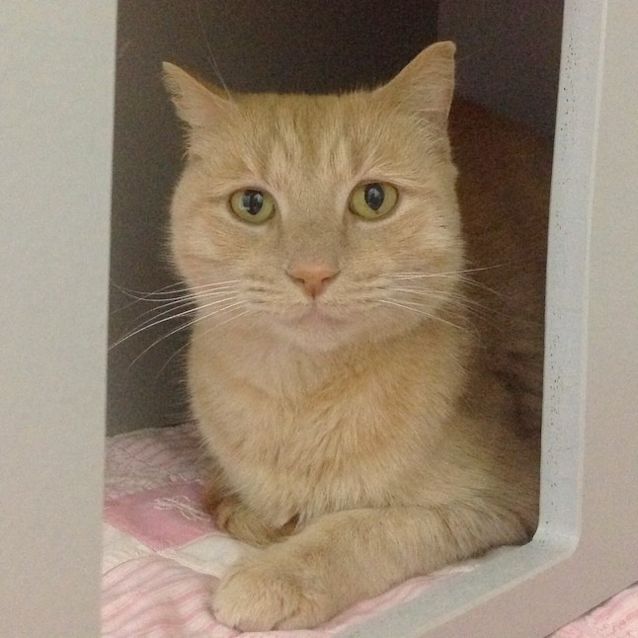 Photo of Atlas