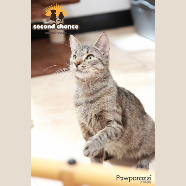 Photo of Buffy ($25 Adoption Fee)